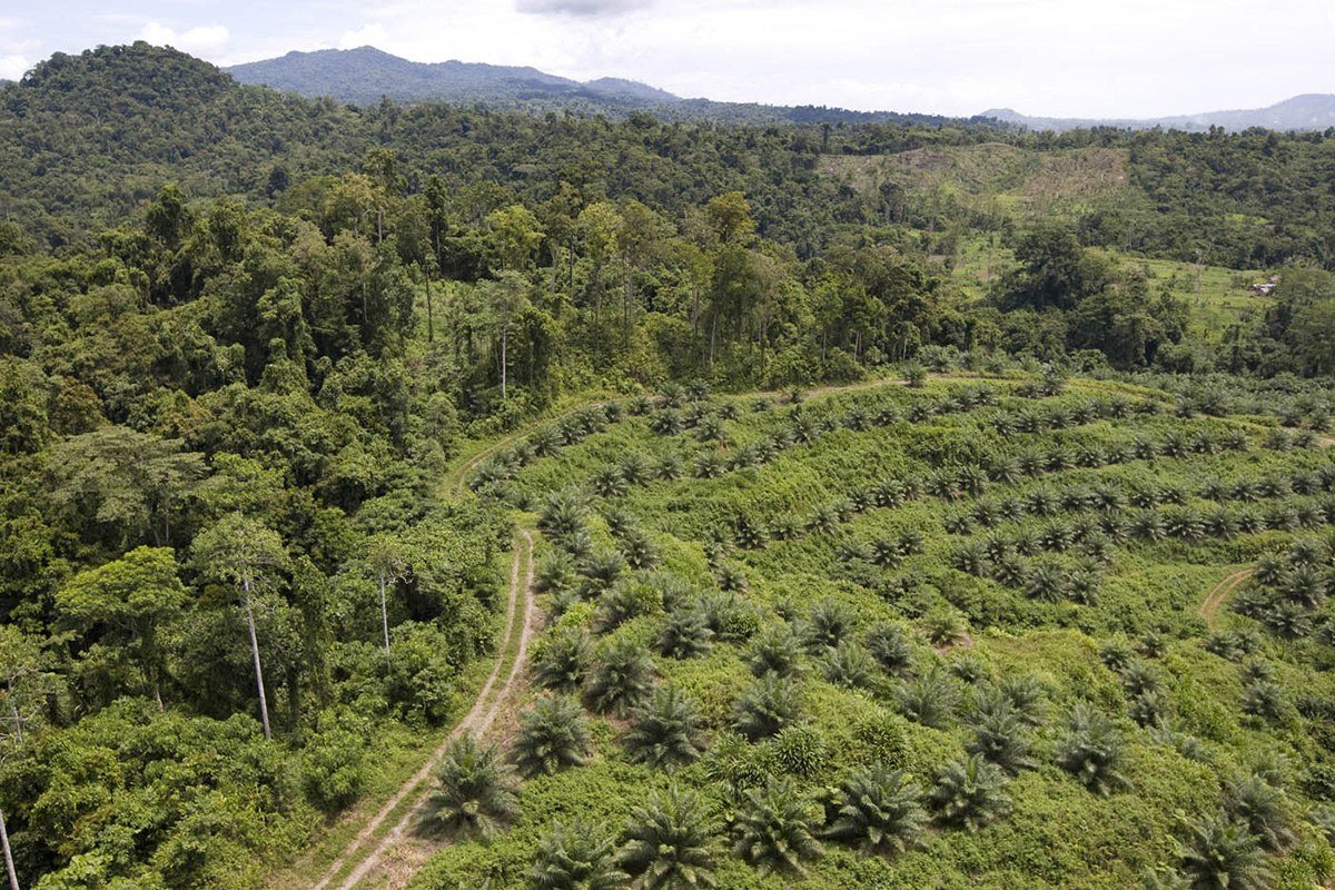 Plantation Valuation