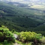 Plantation Valuation KJPP IDR